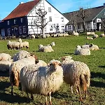 Hotel,Herberg & Appartementen De Smidse